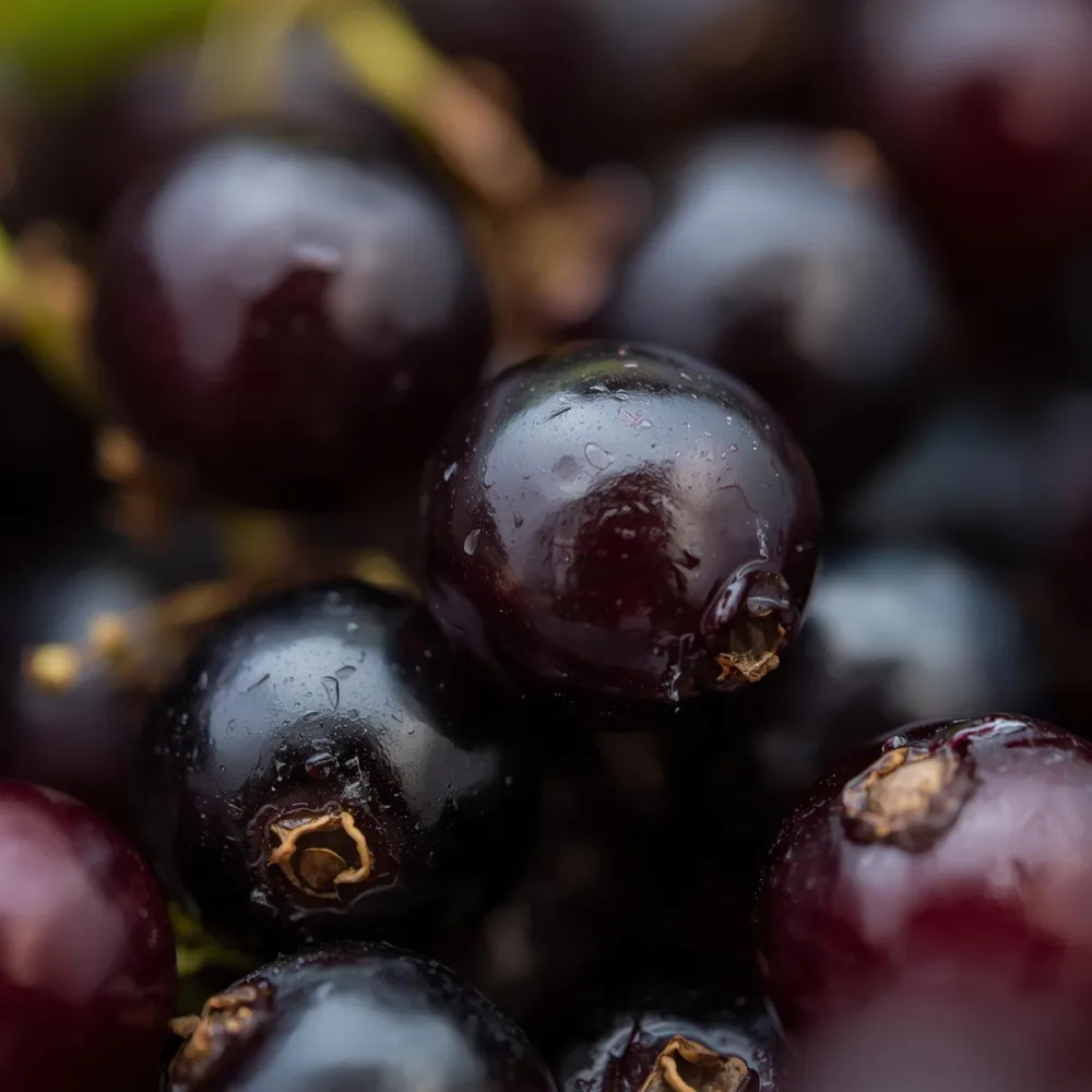 püree-mustsõstra-menii-1kg